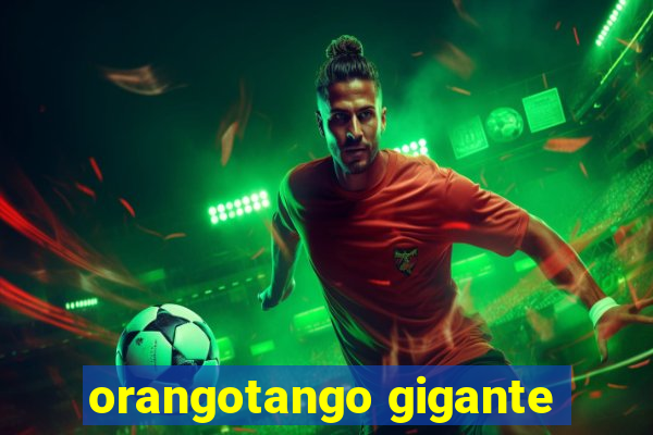 orangotango gigante