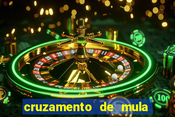 cruzamento de mula com cavalo