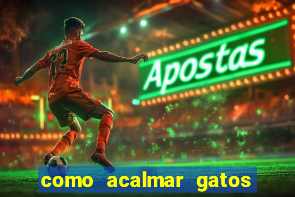 como acalmar gatos agitados a noite