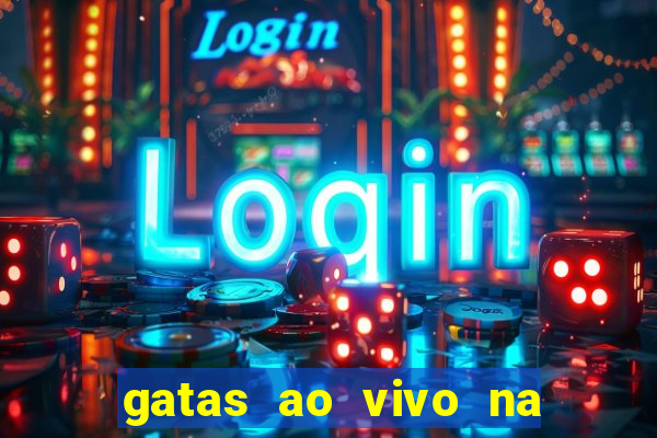 gatas ao vivo na web cam